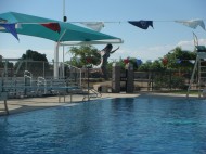 memorial park aquatic center